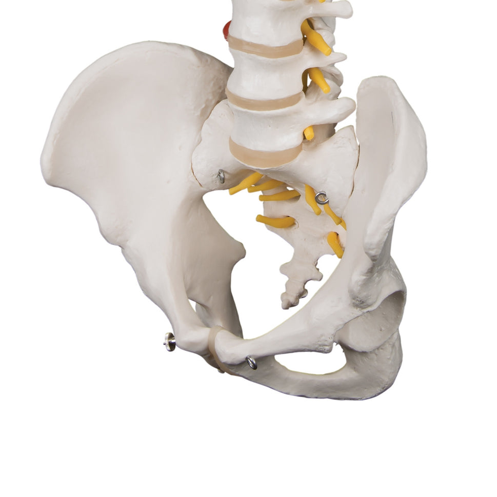 Highly Flexible Spine Model with Pelvis
