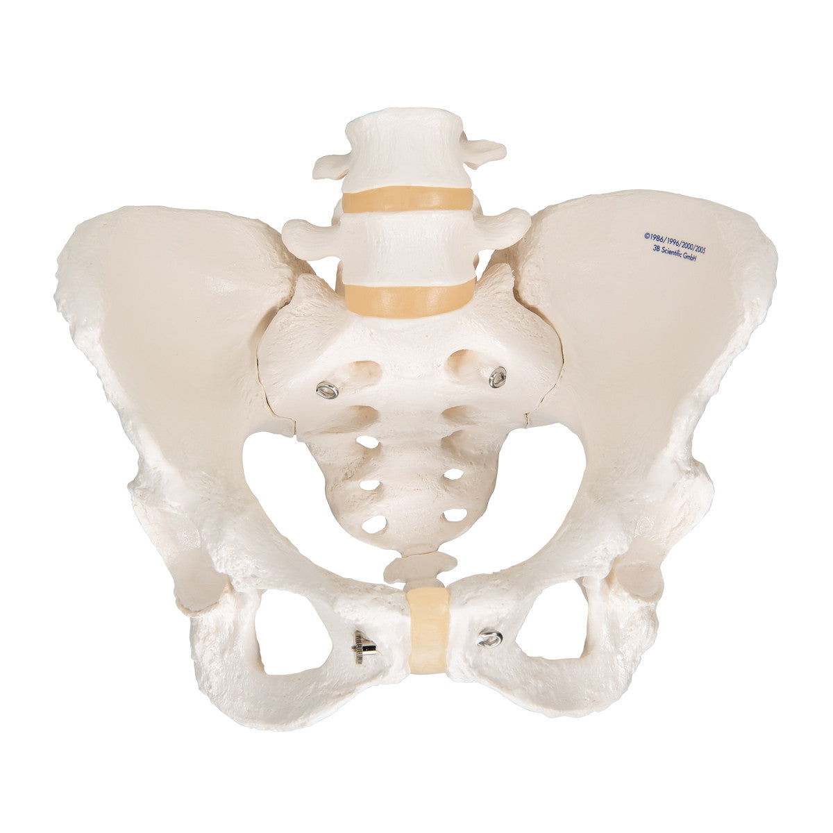 Female Pelvis Model with Vertebrae