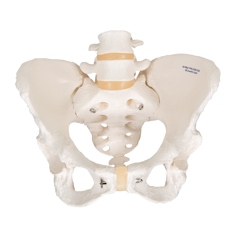 Female Pelvis Model with Vertebrae