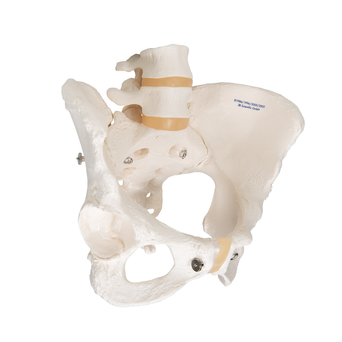Female Pelvis Model with Vertebrae