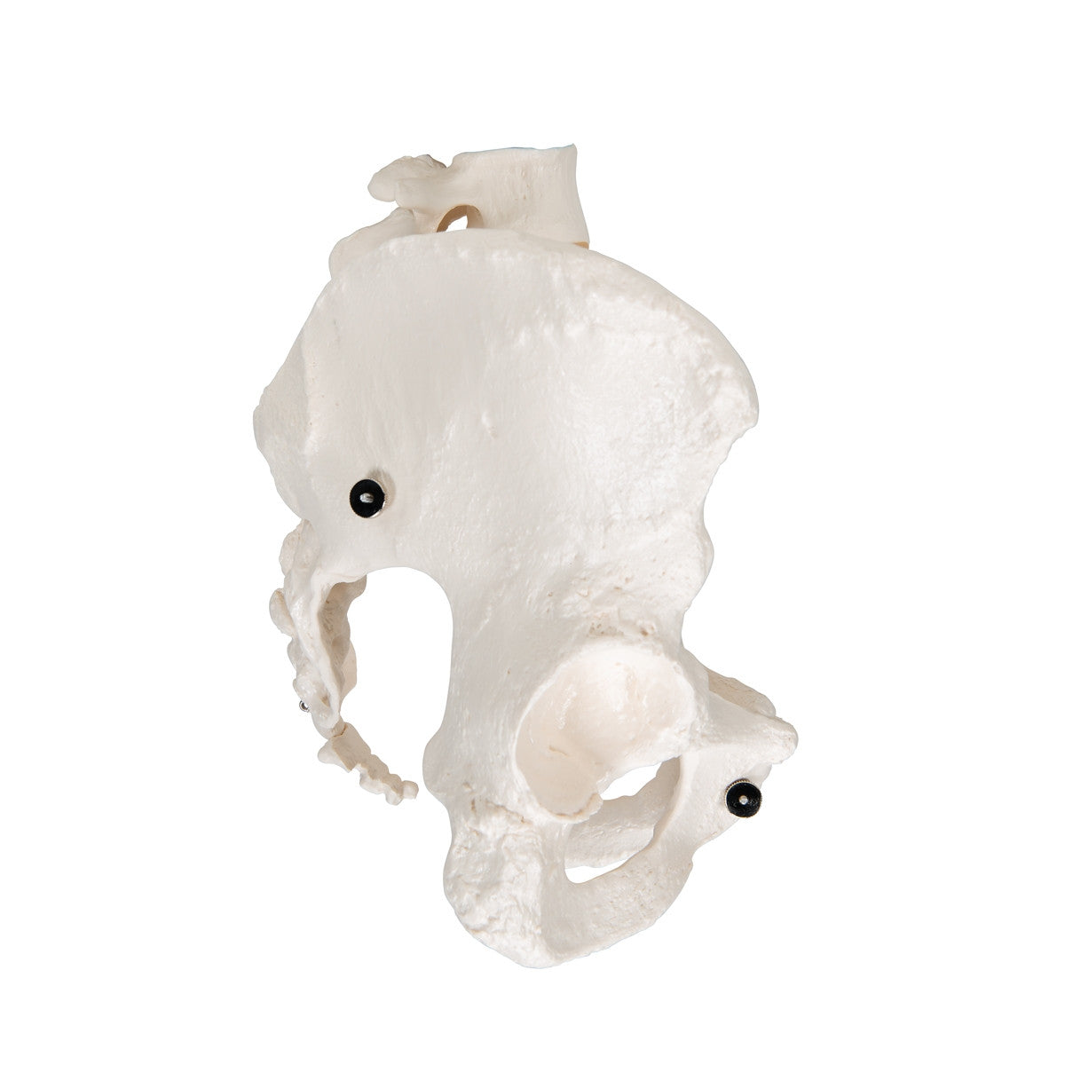 Female Pelvis Model with Vertebrae