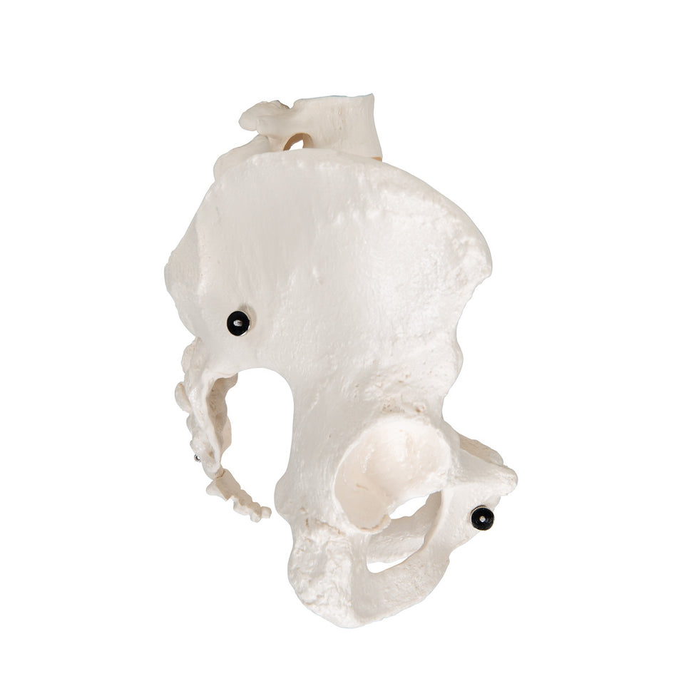 Female Pelvis Model with Vertebrae