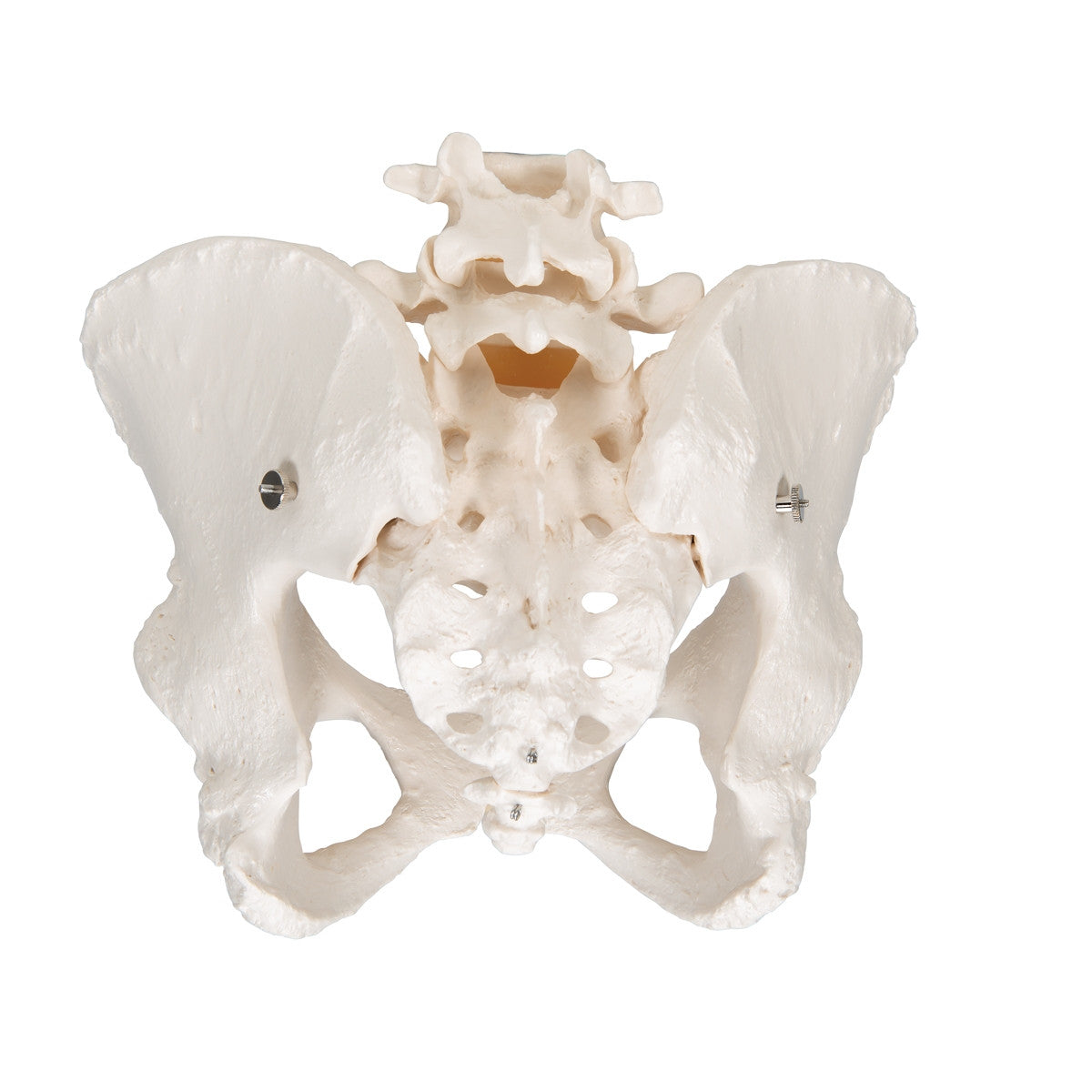 Female Pelvis Model with Vertebrae