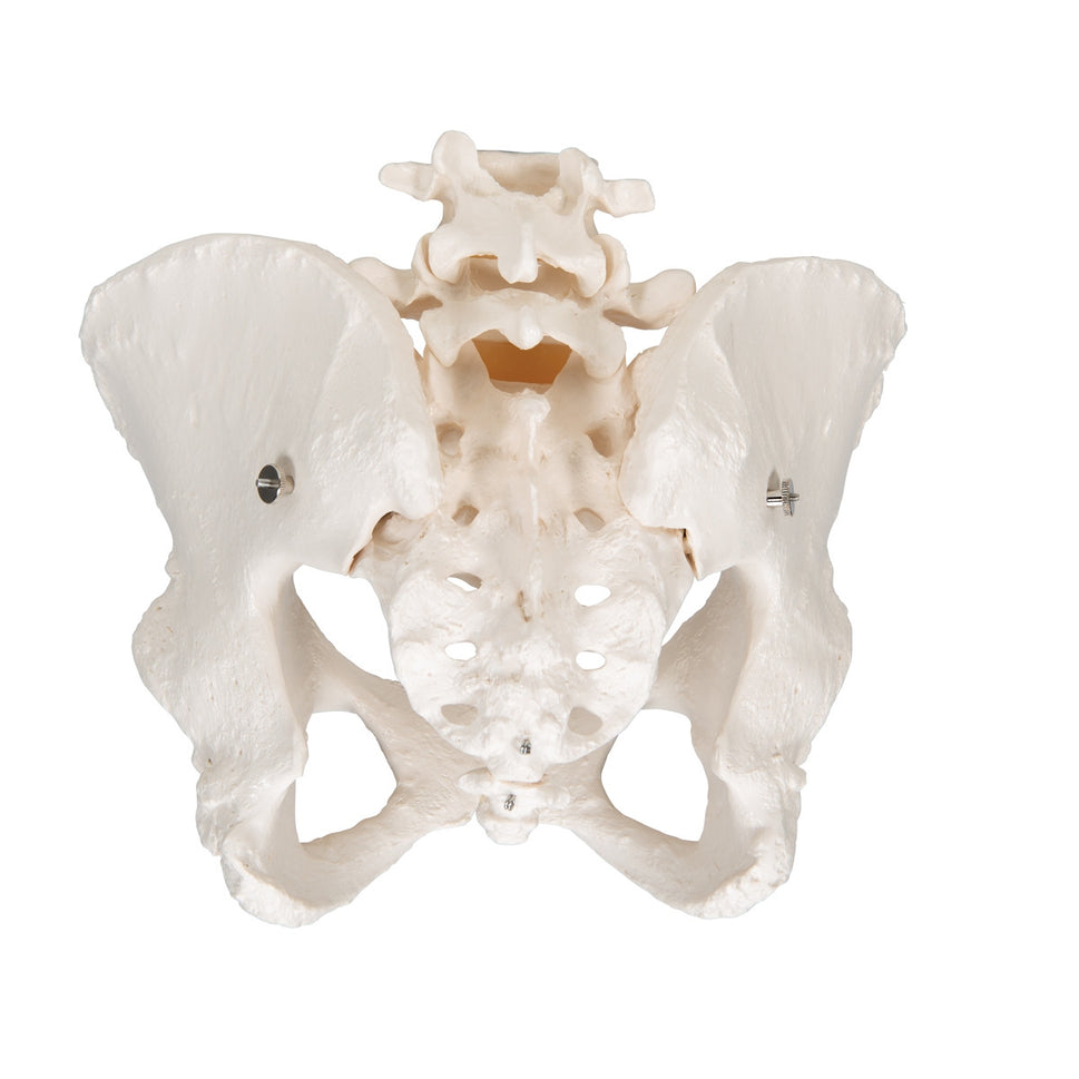 Female Pelvis Model with Vertebrae