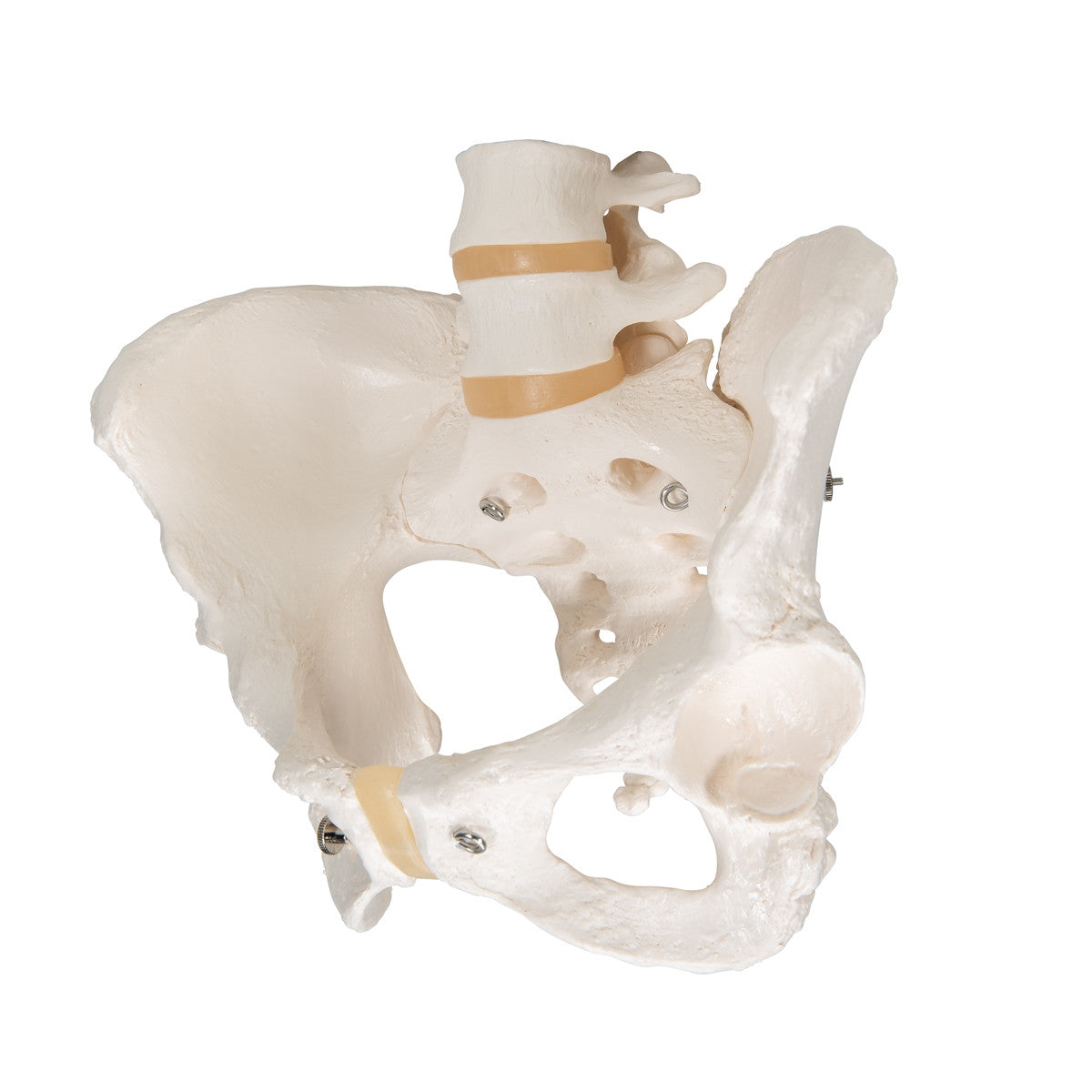 Female Pelvis Model with Vertebrae