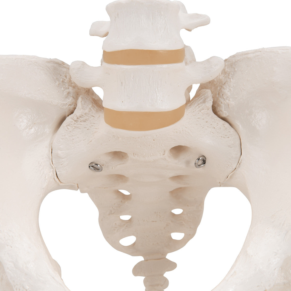 Female Pelvis Model with Vertebrae