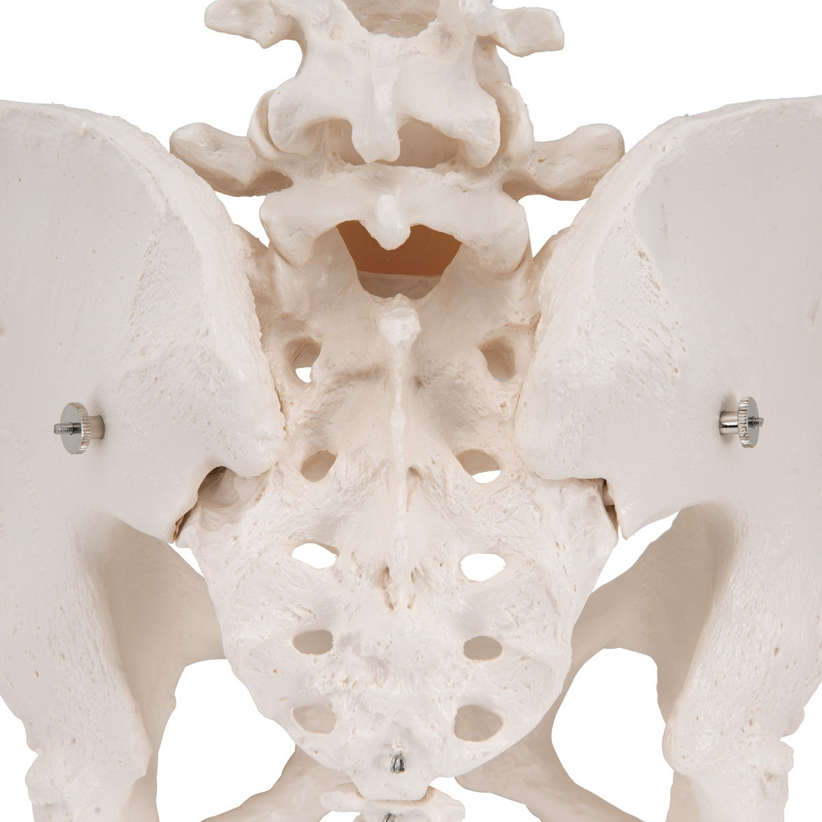Female Pelvis Model with Vertebrae