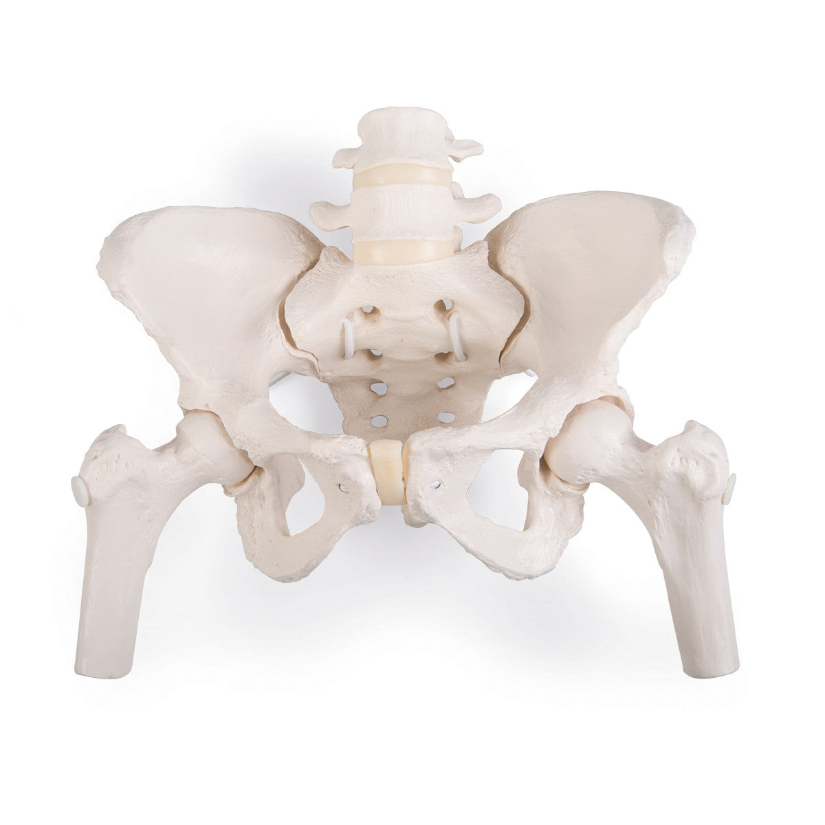 Flexible Female Pelvis Model with Vertebrae and Femur Heads