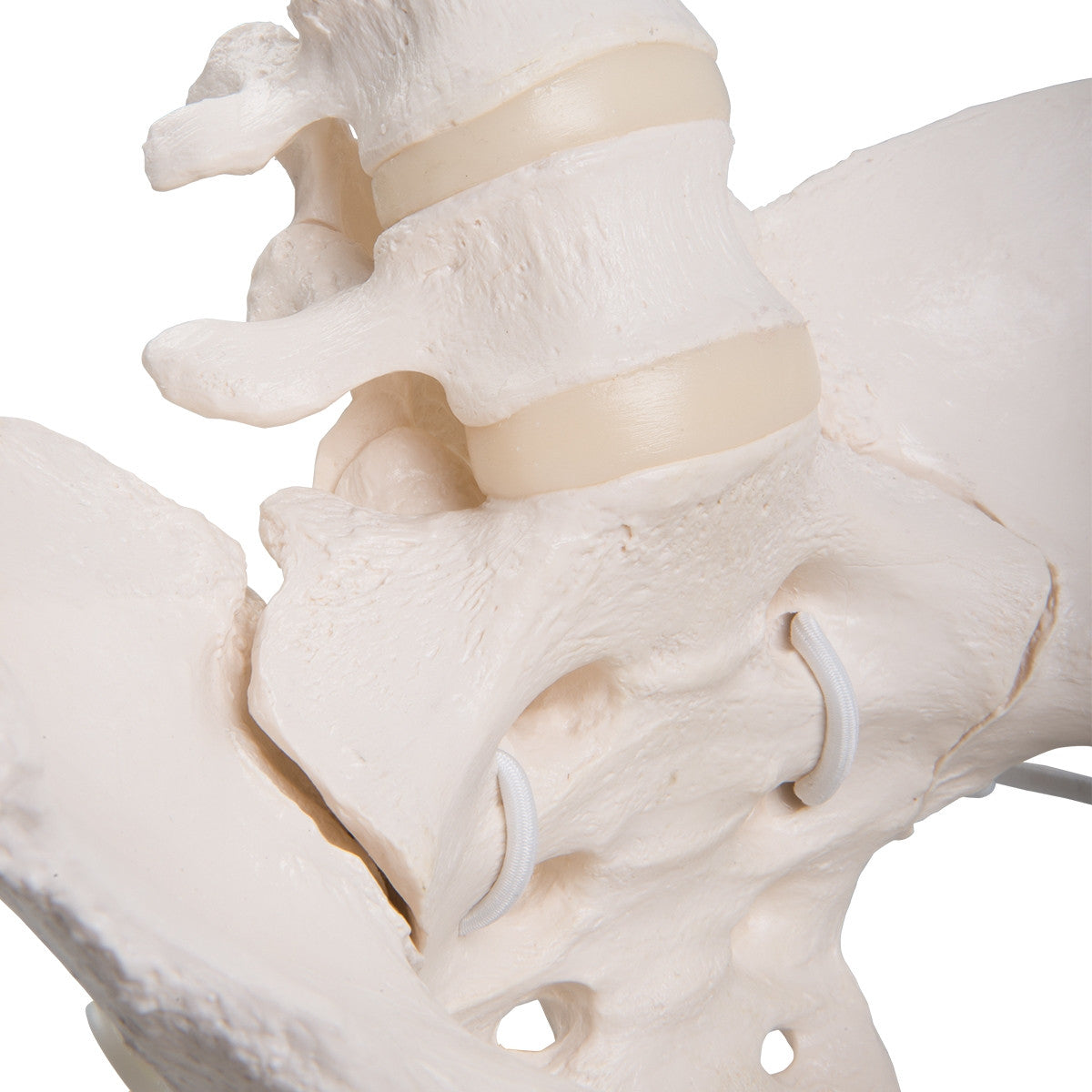 Flexible Female Pelvis Model with Vertebrae and Femur Heads