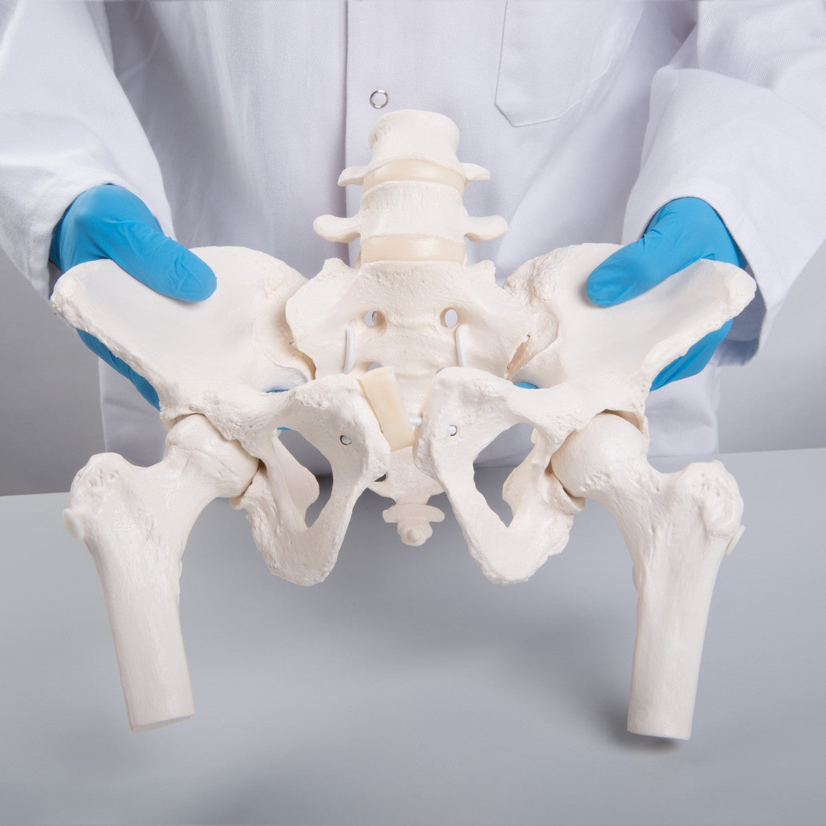 Flexible Female Pelvis Model with Vertebrae and Femur Heads