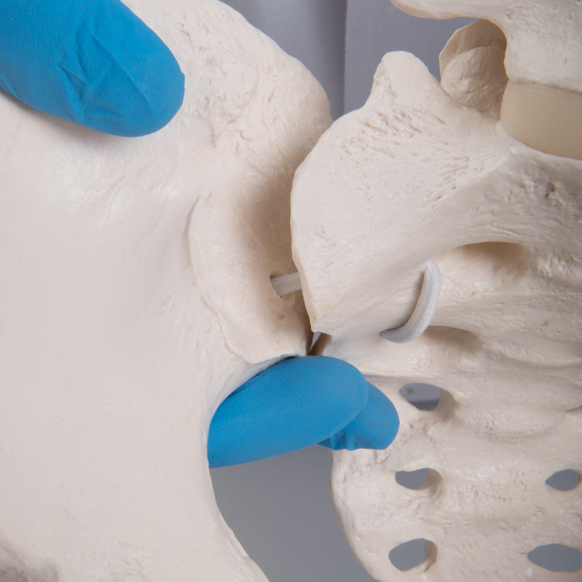 Flexible Female Pelvis Model with Vertebrae and Femur Heads