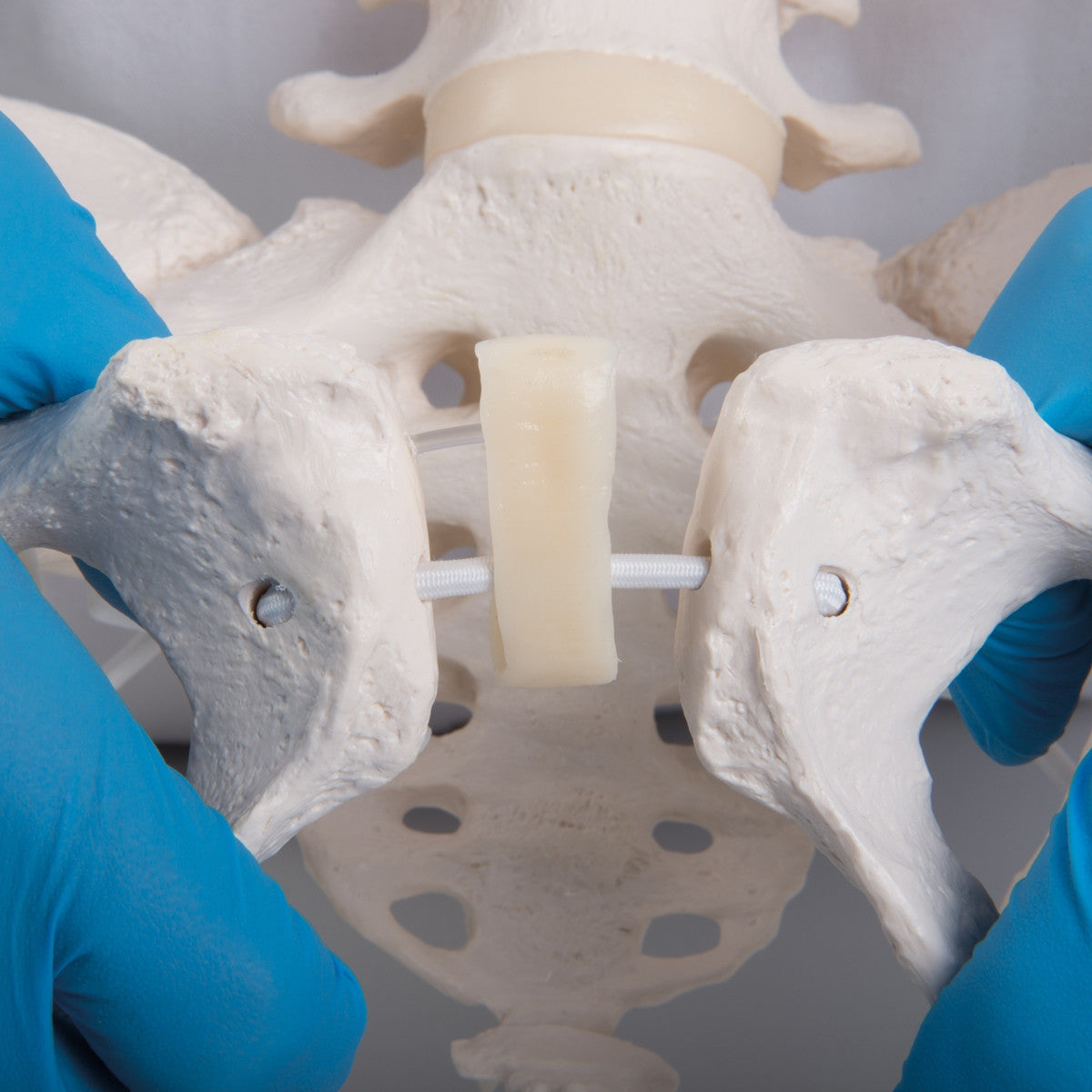 Flexible Female Pelvis Model with Vertebrae and Femur Heads