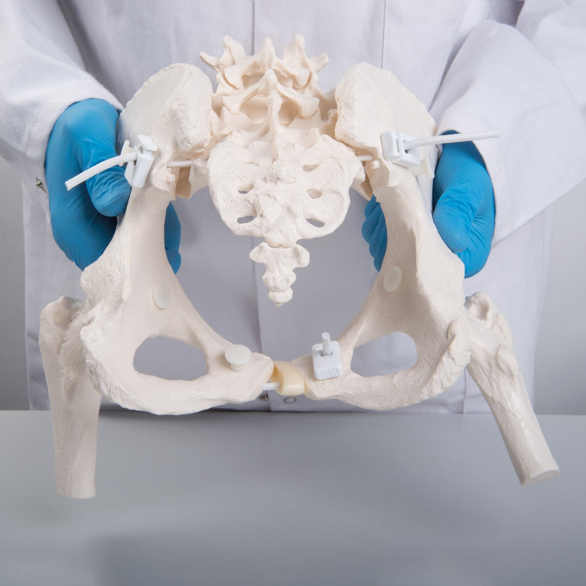 Flexible Female Pelvis Model with Vertebrae and Femur Heads