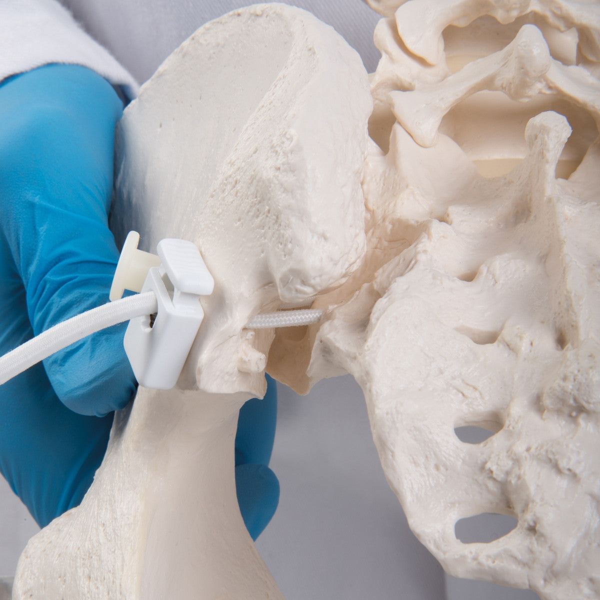 Flexible Female Pelvis Model with Vertebrae and Femur Heads