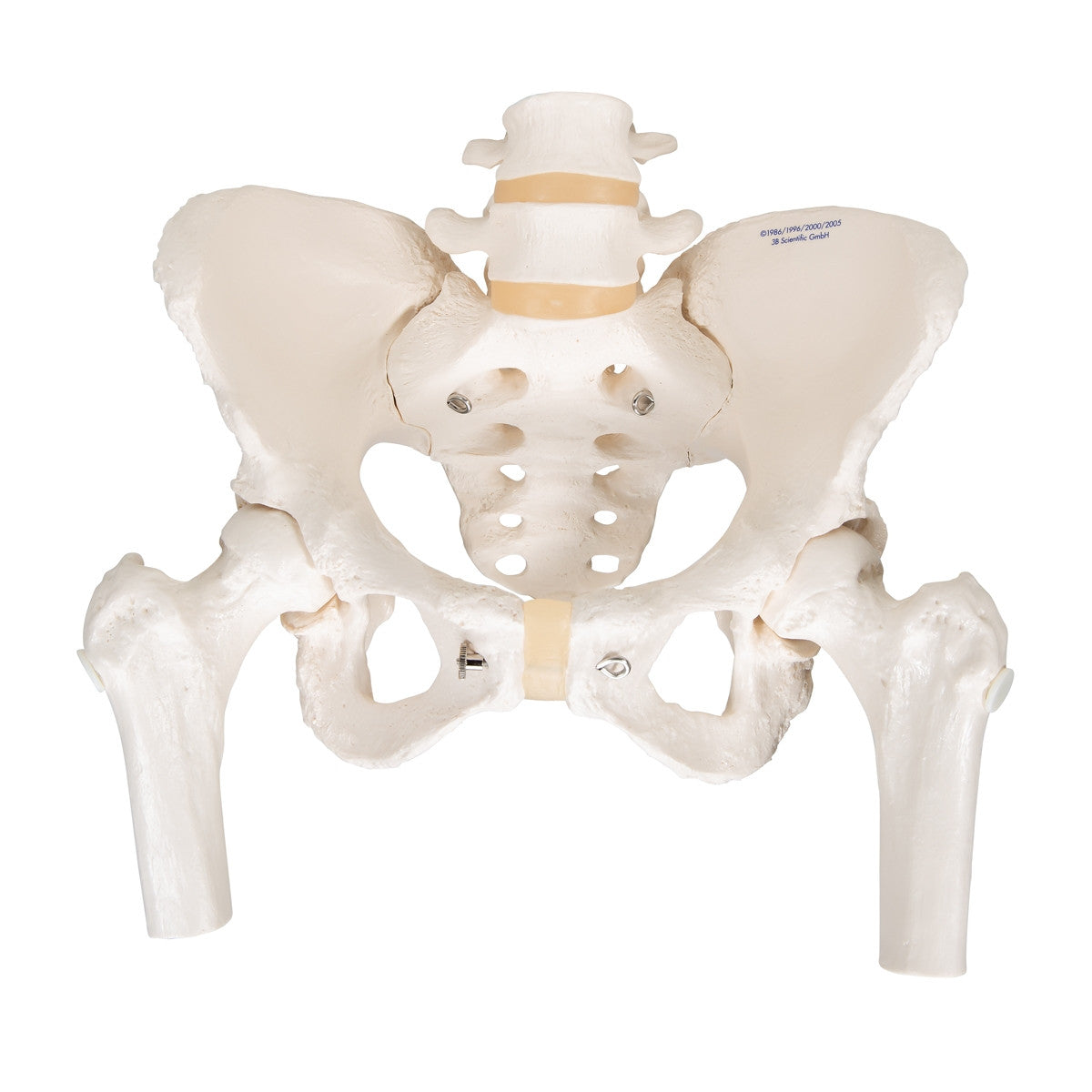 Female Pelvis Model with Movable Femur Heads