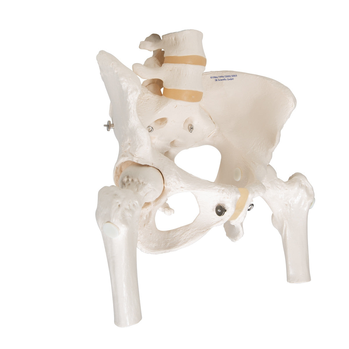 Female Pelvis Model with Movable Femur Heads