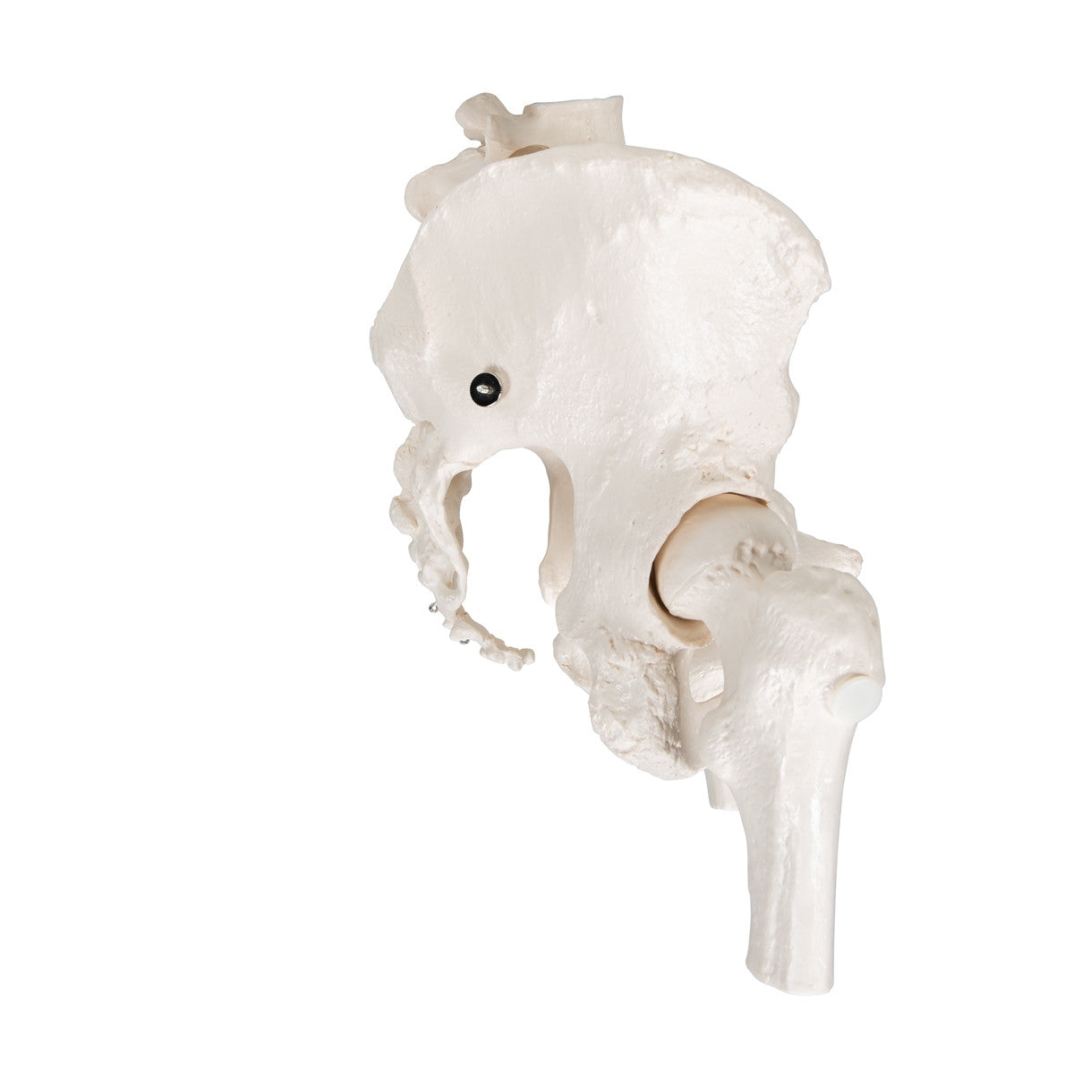 Female Pelvis Model with Movable Femur Heads