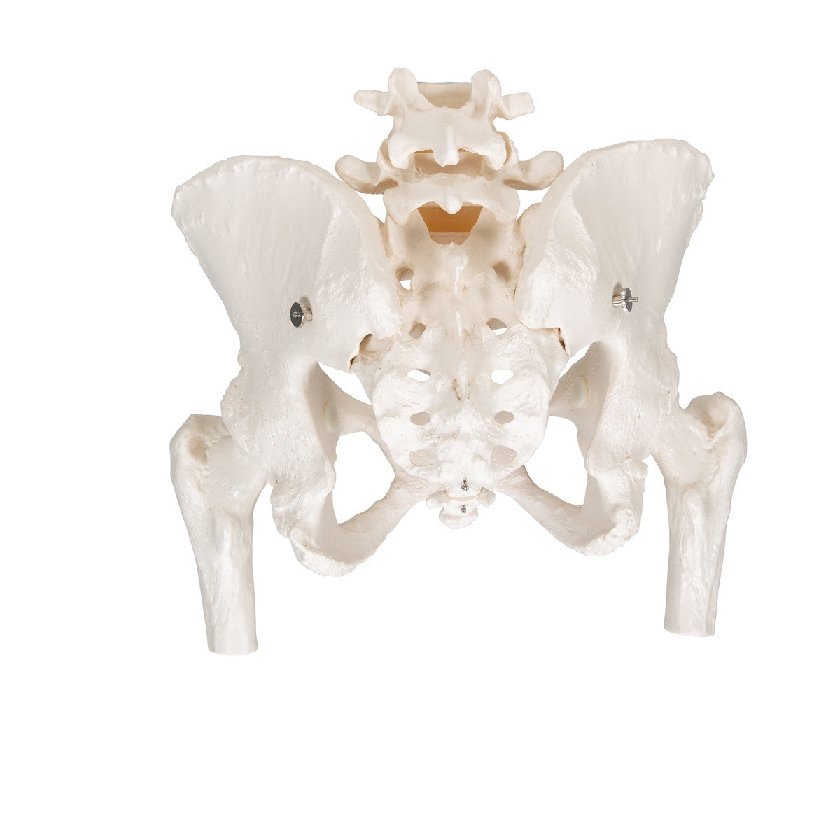 Female Pelvis Model with Movable Femur Heads