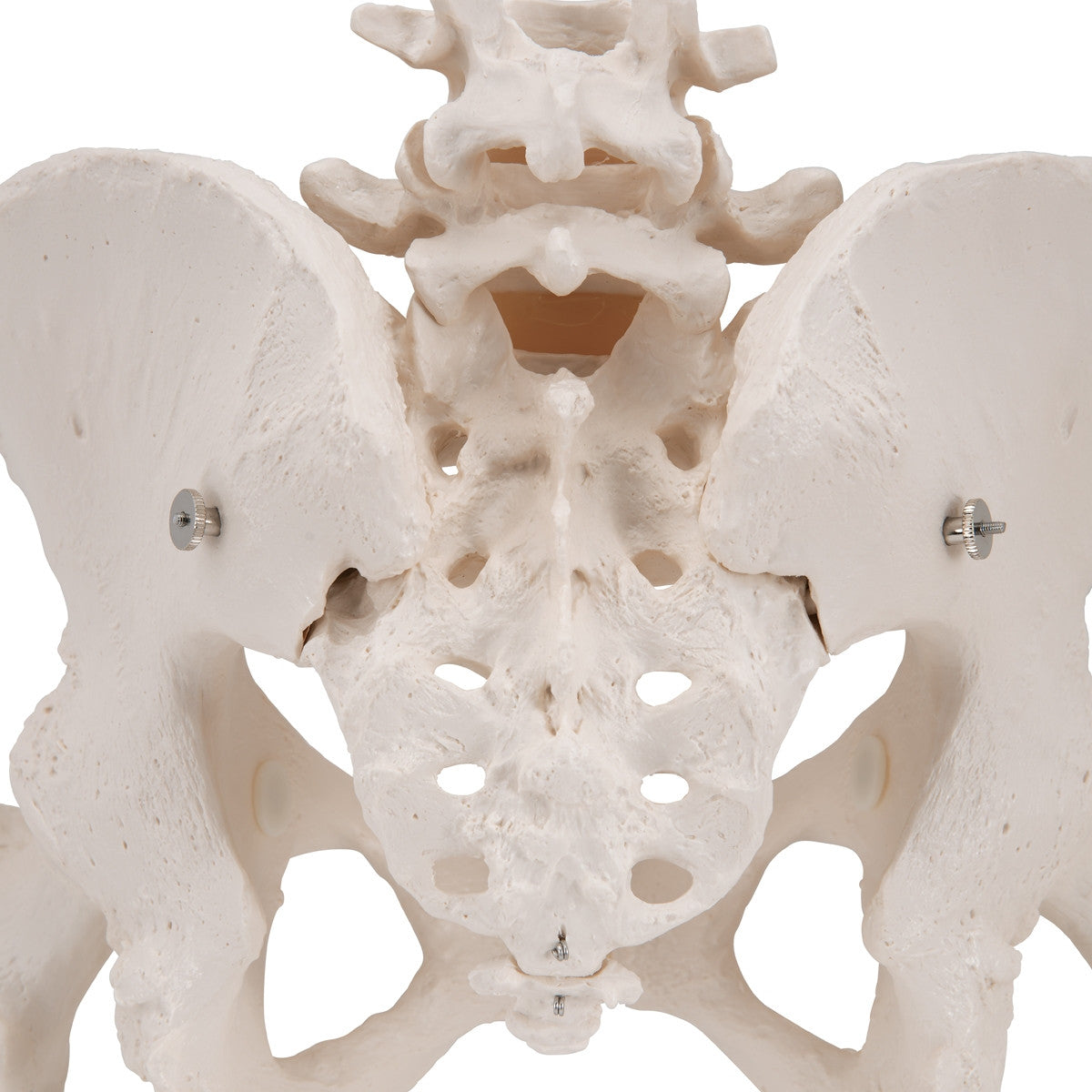 Female Pelvis Model with Movable Femur Heads