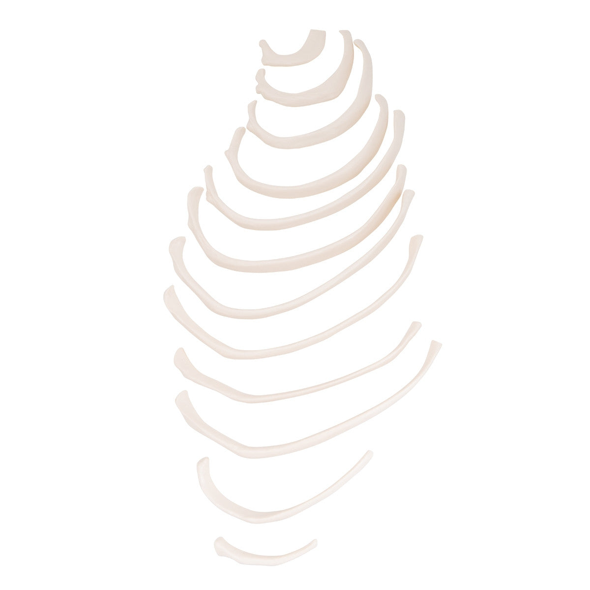 Ribs Model A69/2 / 1000137 | 12 Rib Anatomy Replica | 3B Scientific ...