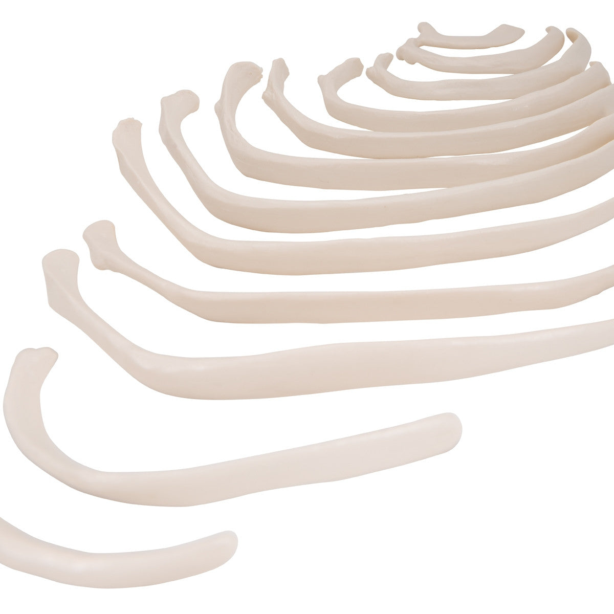 Ribs Model