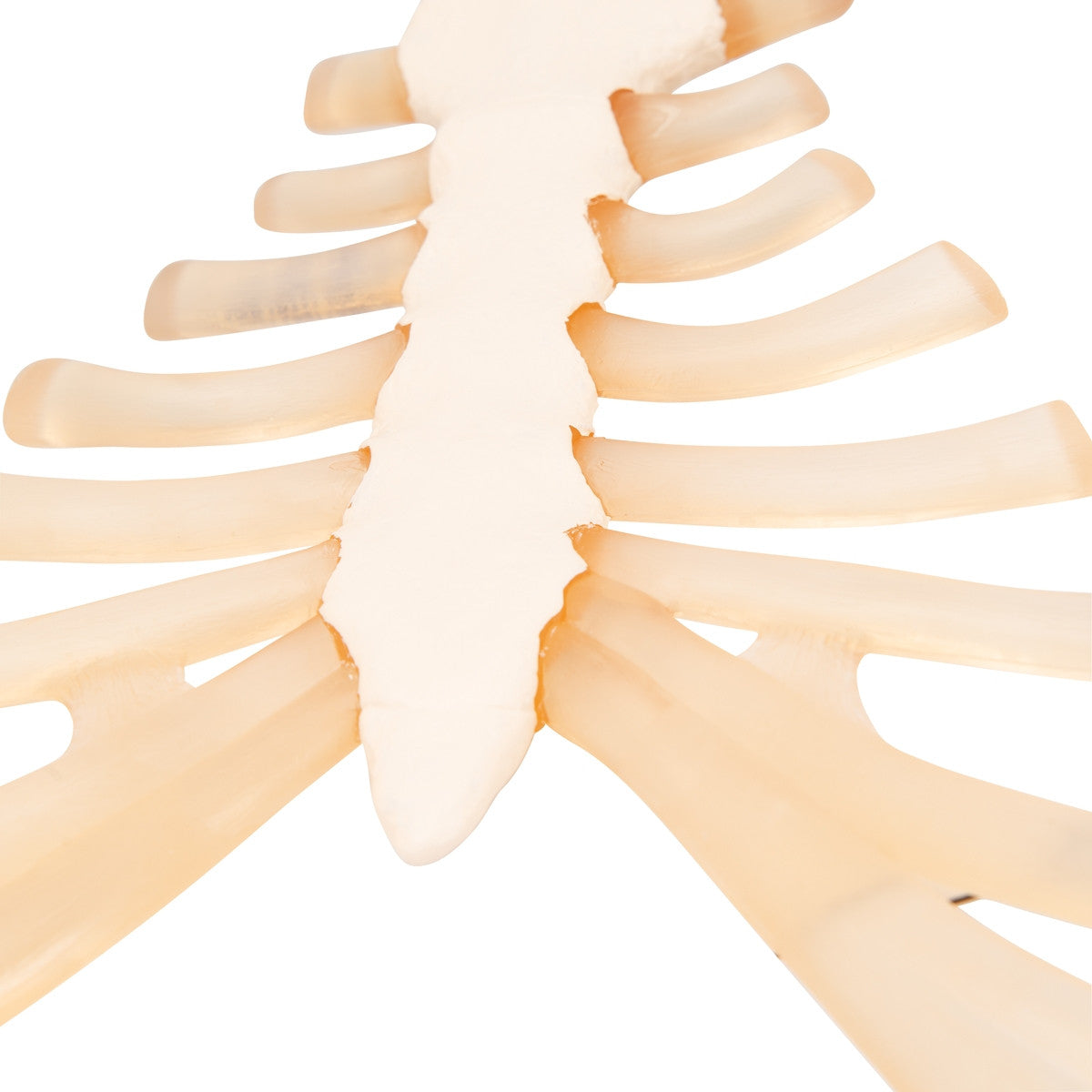 Sternum Model with Rib Cartilage
