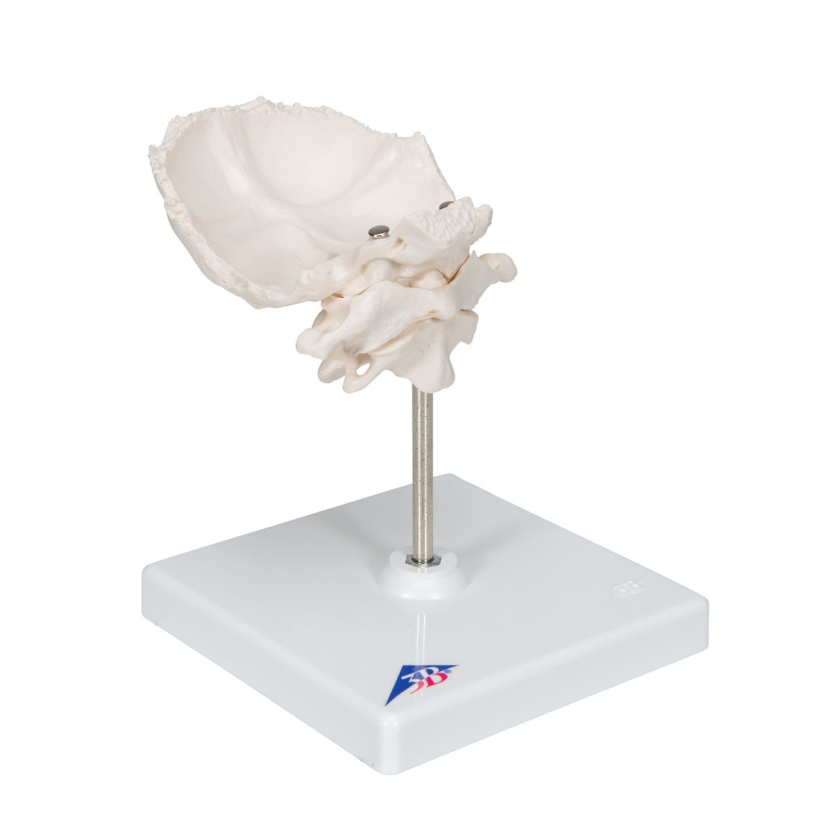 Atlas and Axis Model with Occipital Plate