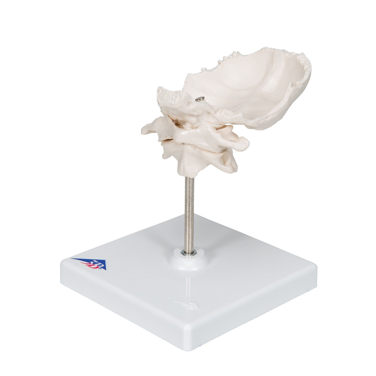 Atlas and Axis Model with Occipital Plate