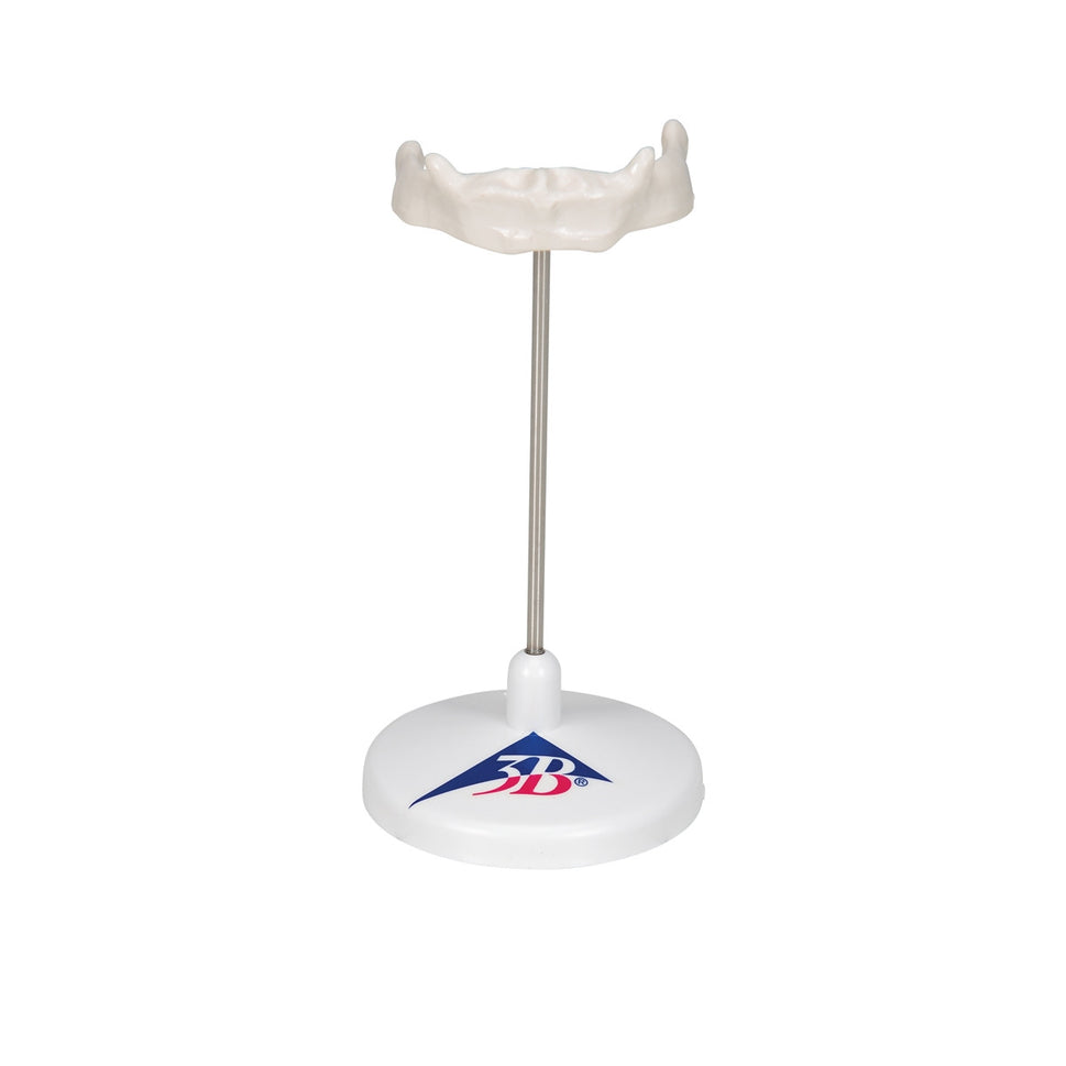 Hyoid Bone Model on Stand