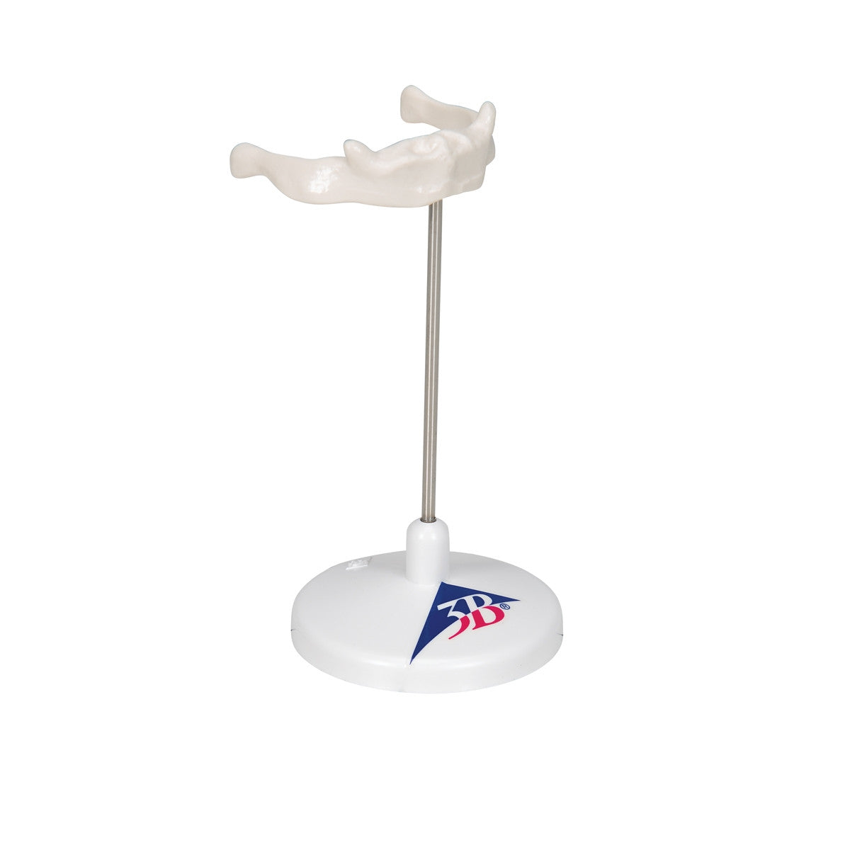Hyoid Bone Model on Stand