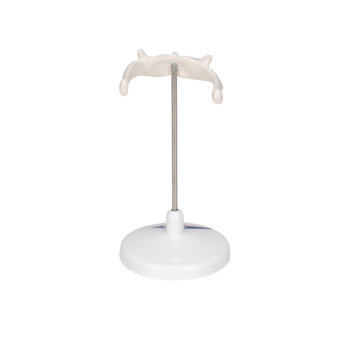 Hyoid Bone Model on Stand