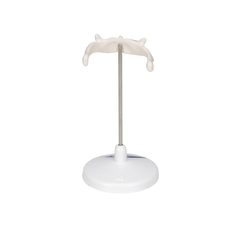 Hyoid Bone Model on Stand