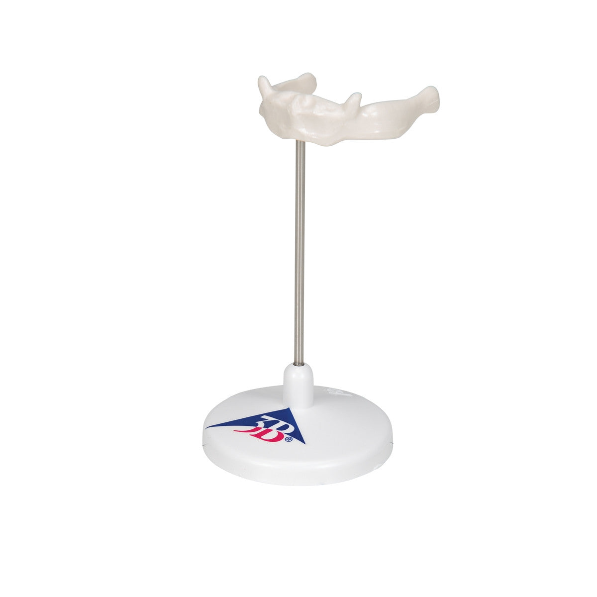 Hyoid Bone Model on Stand