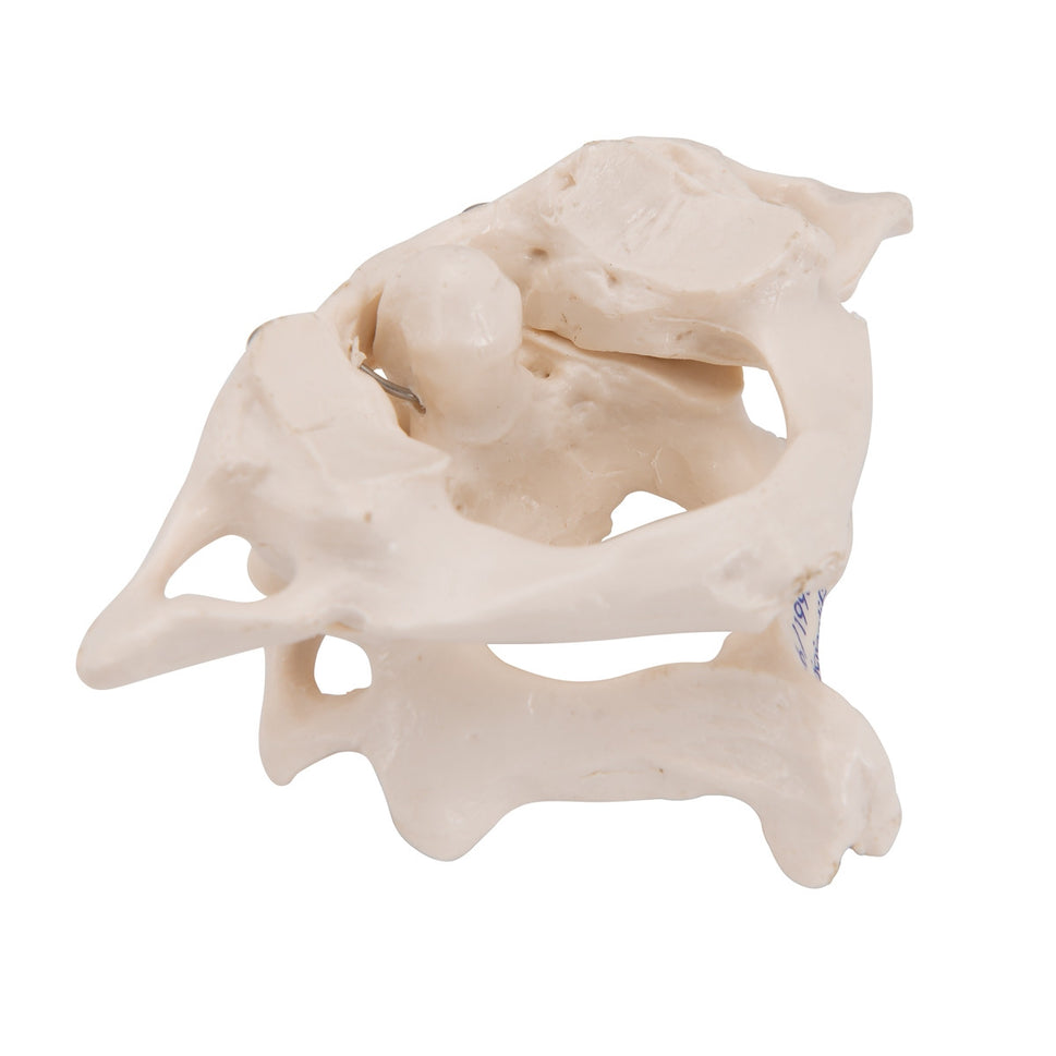 Atlas and Axis Model