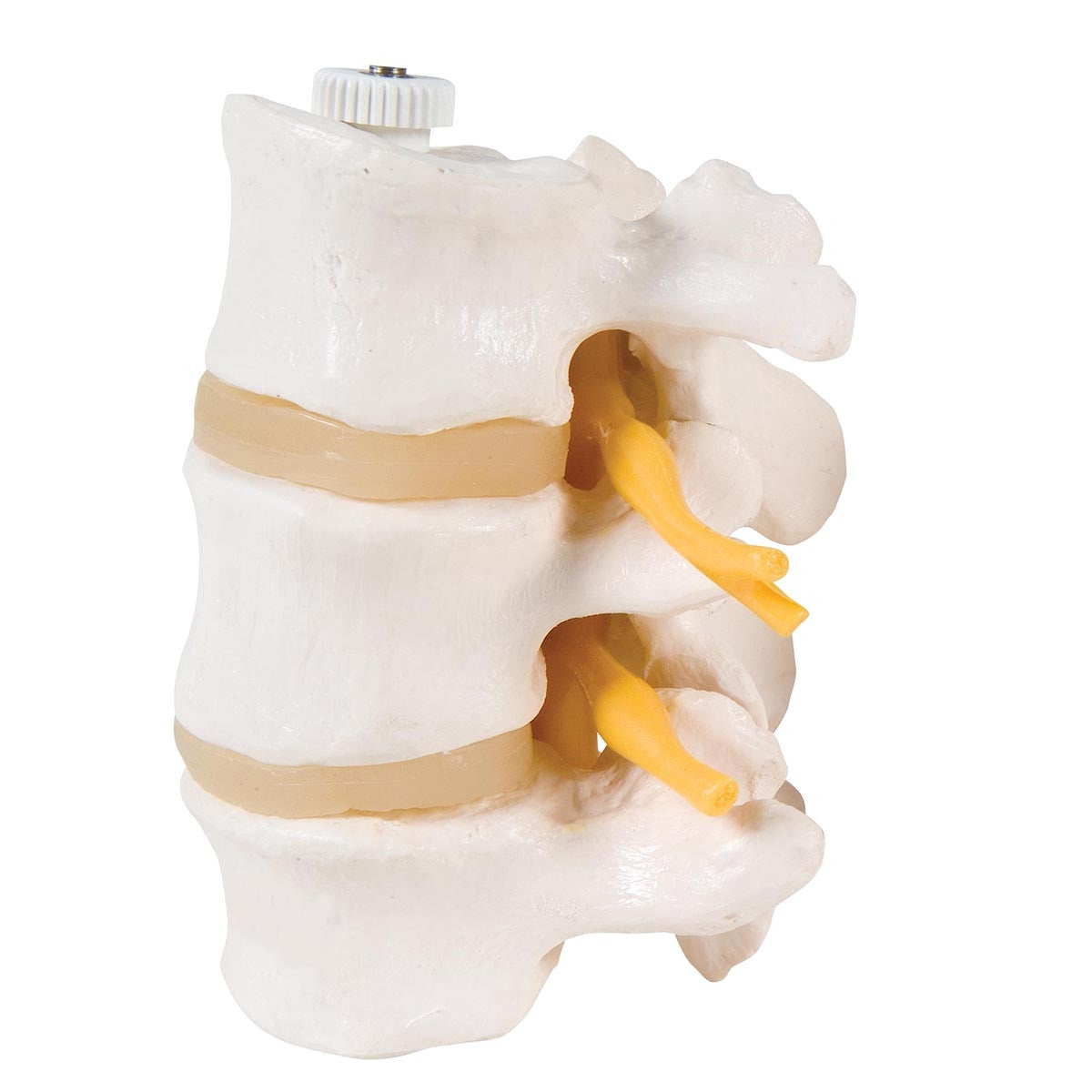 3 Lumbar Vertebrae Model (Flexibly Mounted)