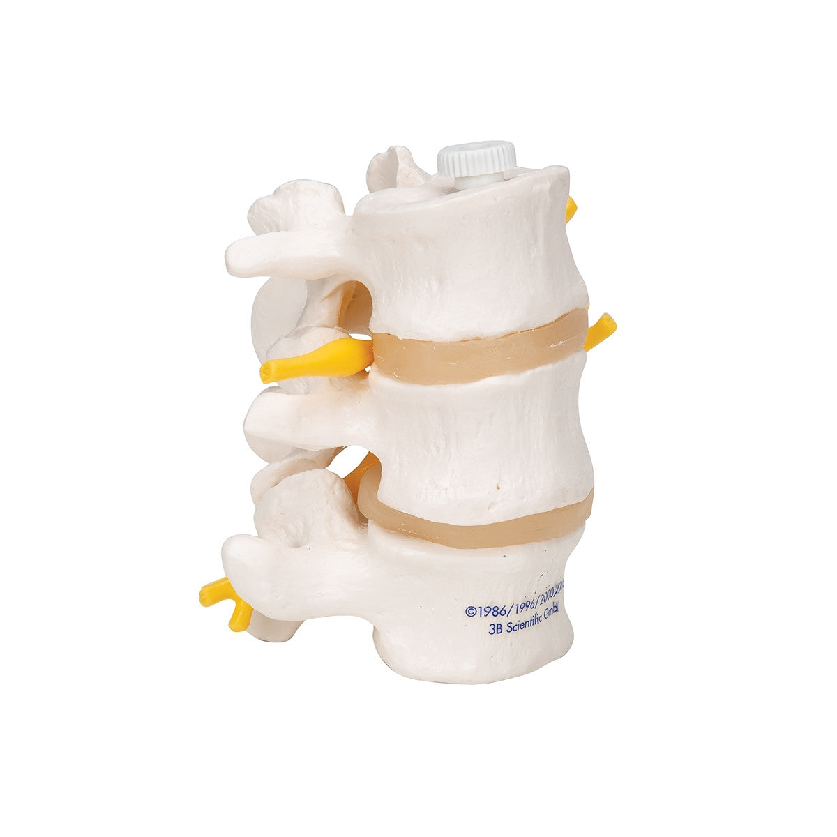 3 Lumbar Vertebrae Model (Flexibly Mounted)