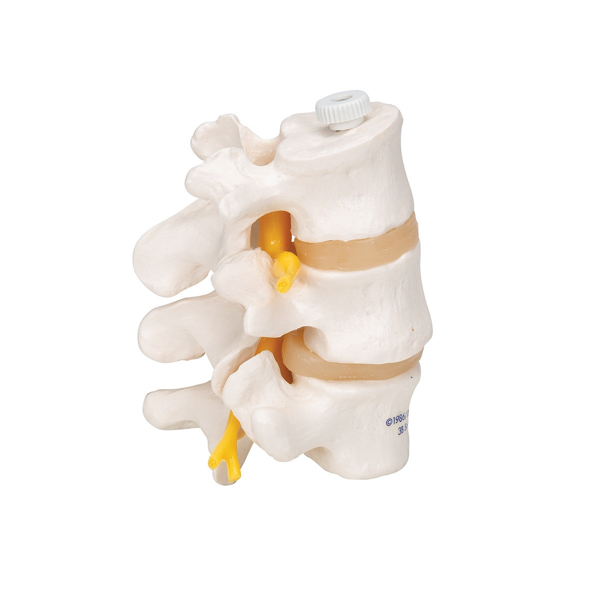 3 Lumbar Vertebrae Model (Flexibly Mounted)