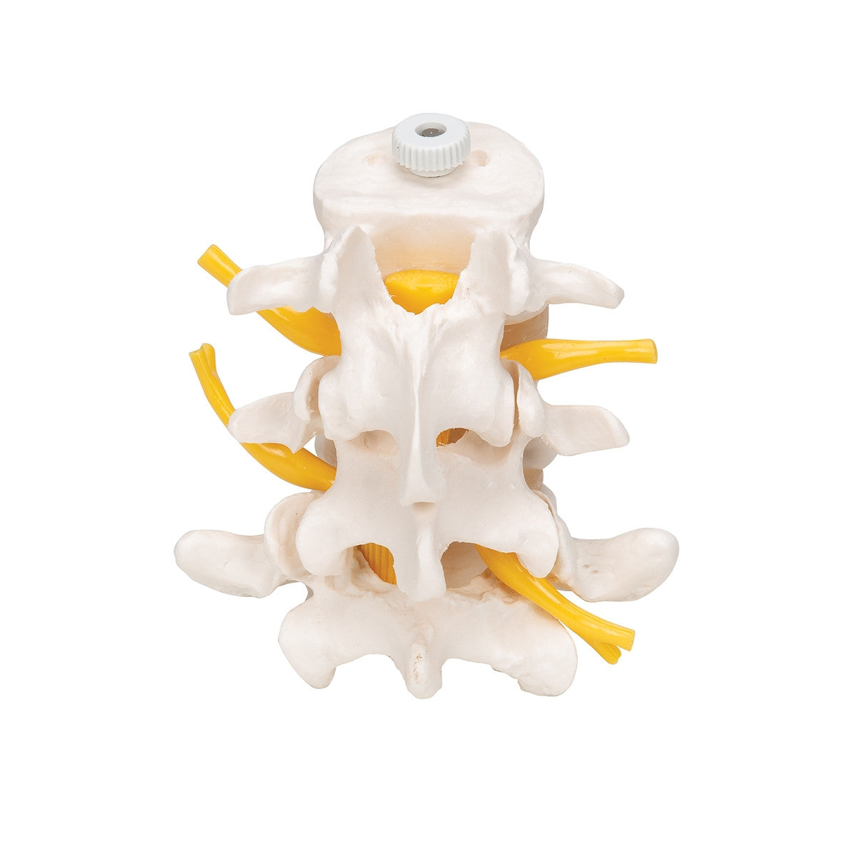 3 Lumbar Vertebrae Model (Flexibly Mounted)