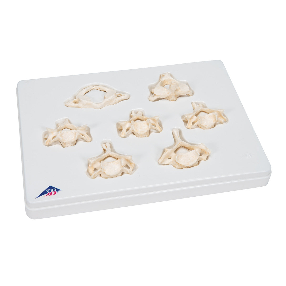 BONElike Cervical Vertebrae Model Set (7 part)