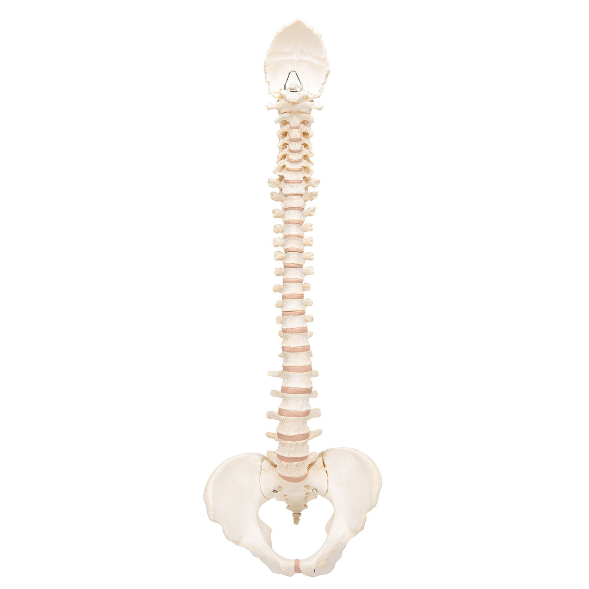 BONElike Vertebral Column Model