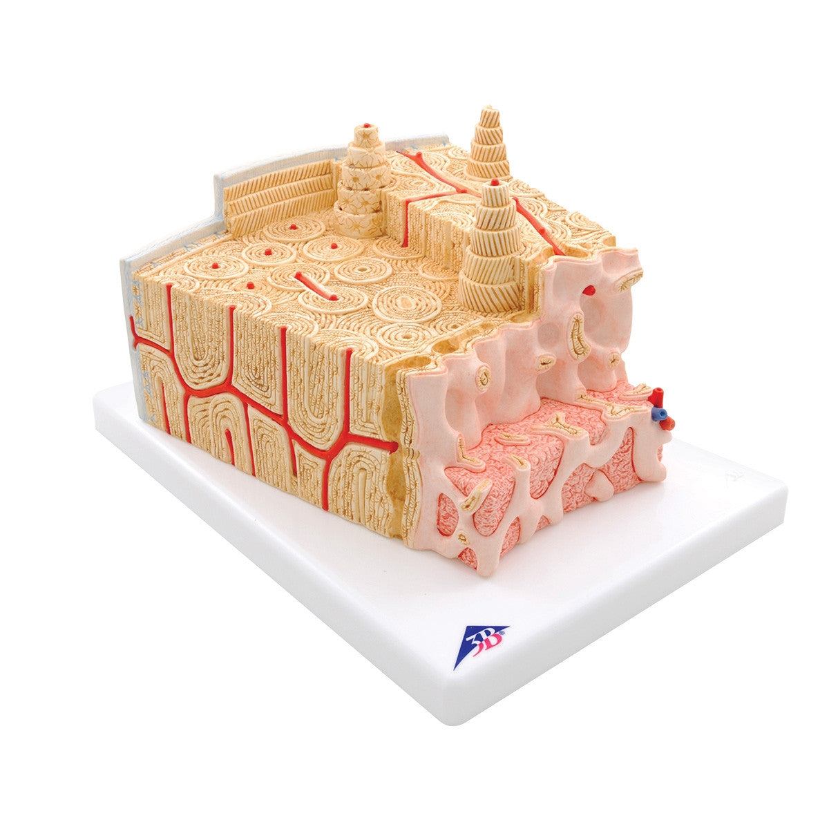 MICROanatomy Bone Structure Model (X80 enlargement)