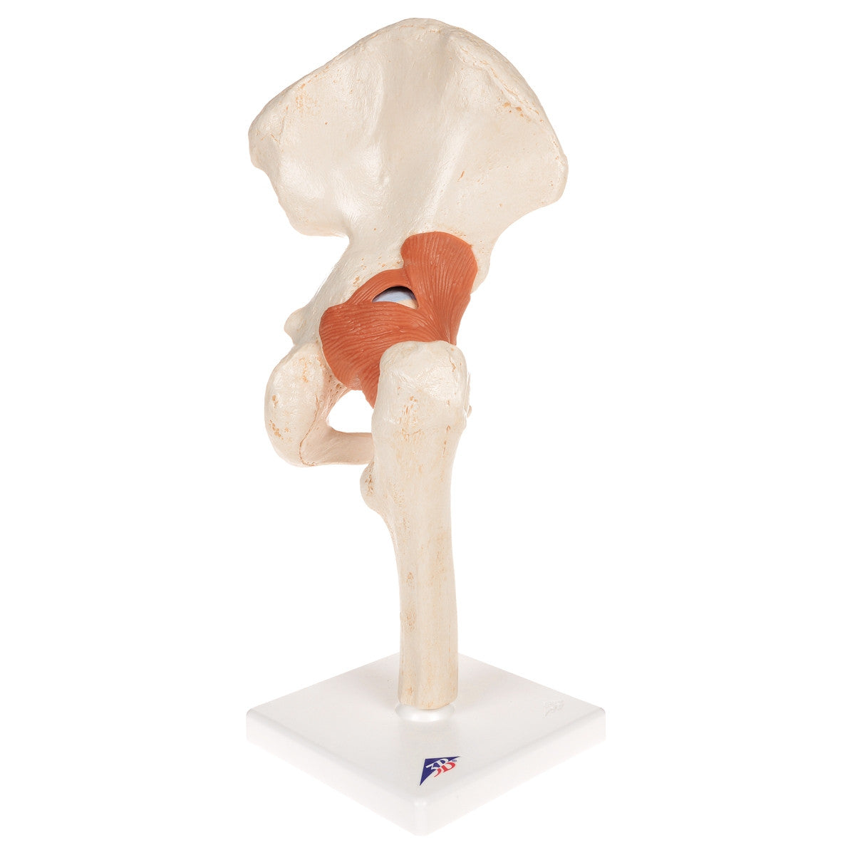 Deluxe Functional Hip Joint Model