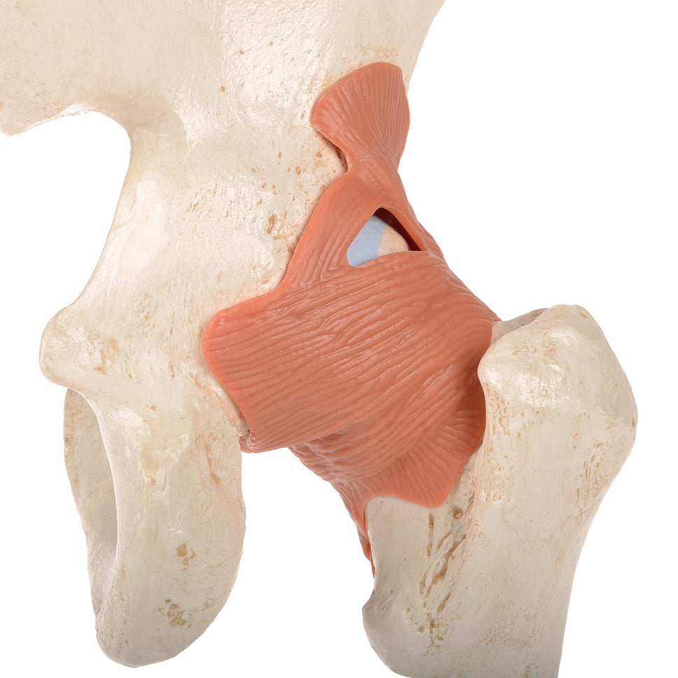 Deluxe Functional Hip Joint Model