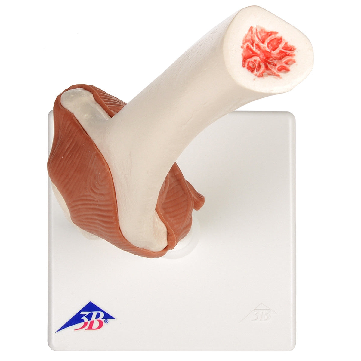 Flexible Anatomical Elbow Model