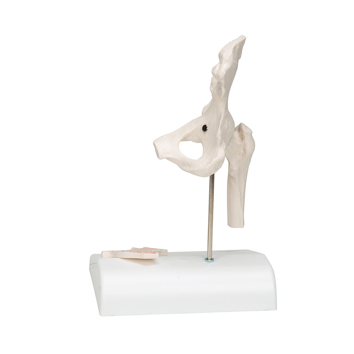 Mini Hip Joint Model with Cross-Section