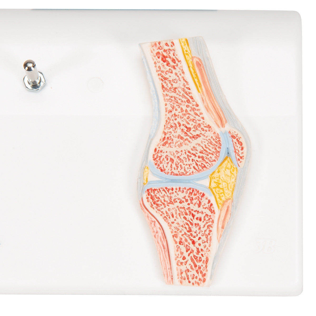 Mini Knee Joint Model with Cross-Section