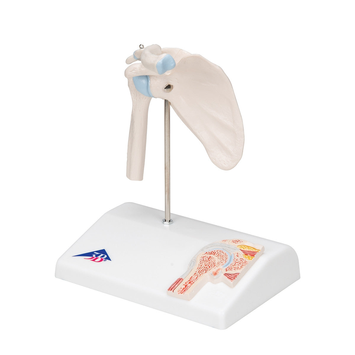 Mini Shoulder Joint Model with Cross-Section