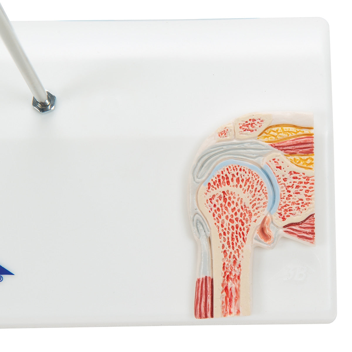 Mini Shoulder Joint Model with Cross-Section