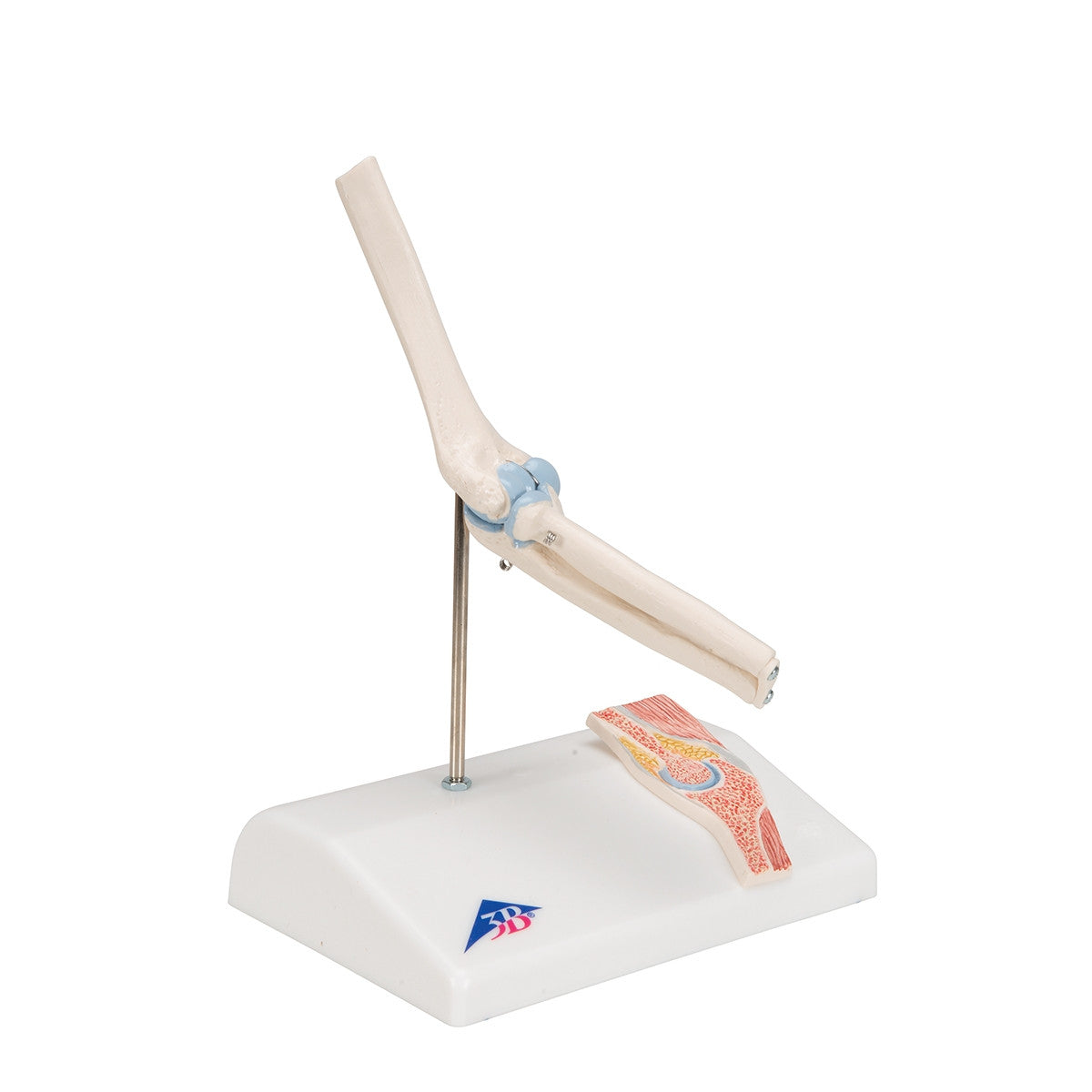 Mini Elbow Joint Model with Cross-Section