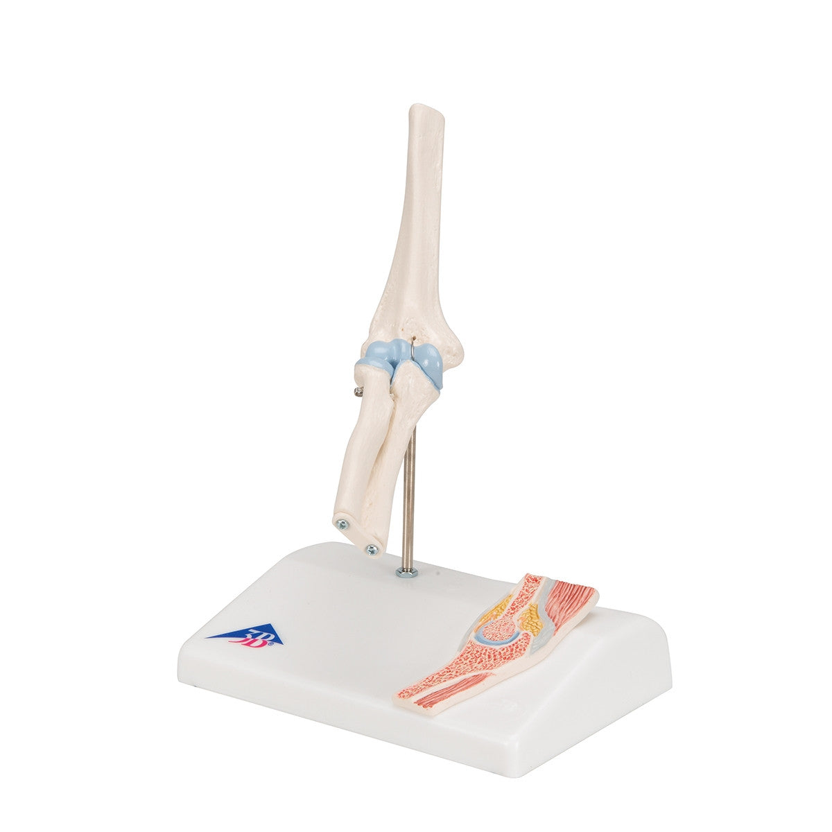 Mini Elbow Joint Model with Cross-Section